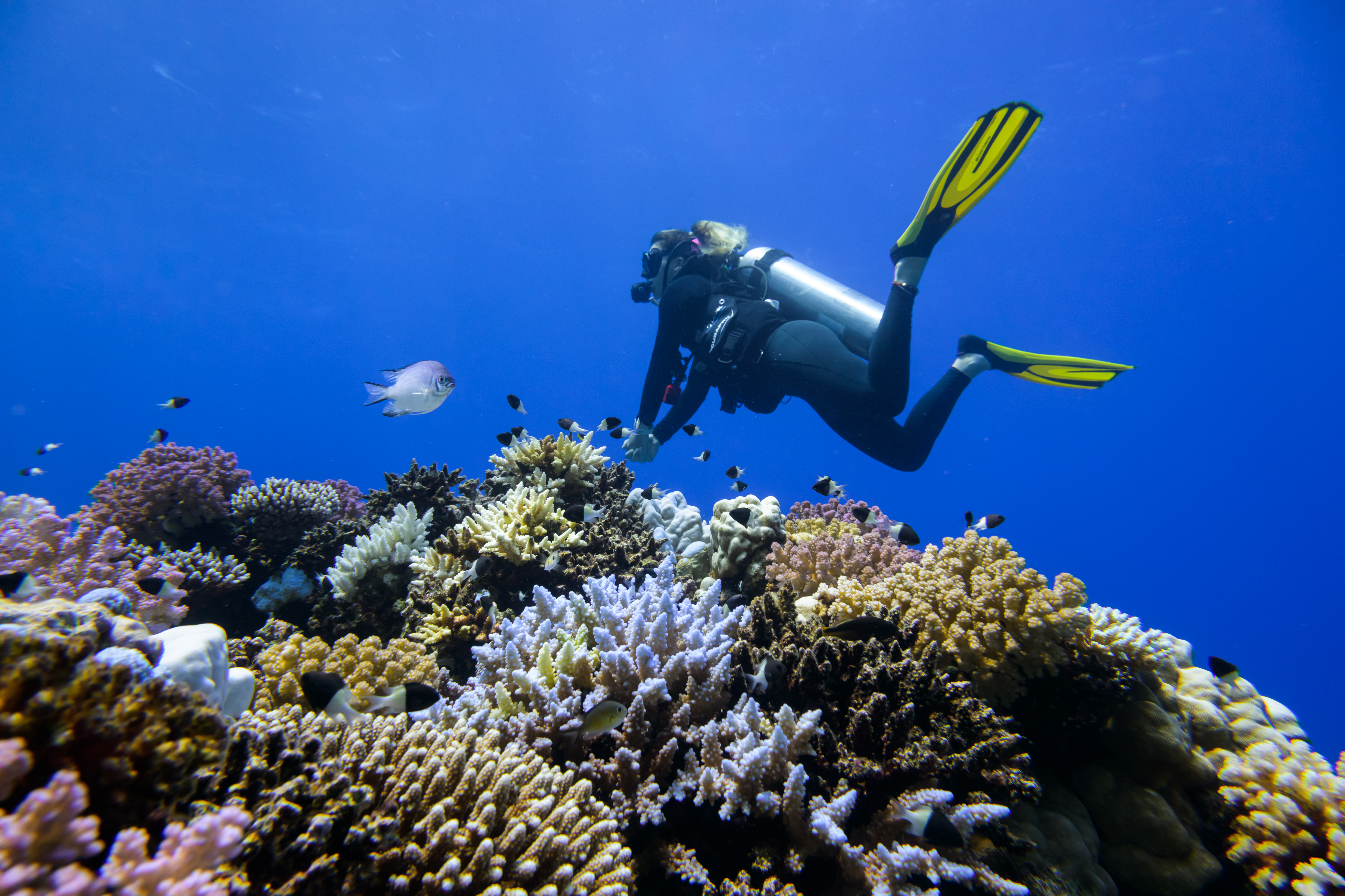  Protecting Coral Reefs: Innovative Techniques at Red Sea Global